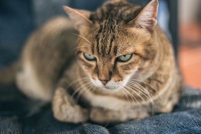 Close-up of tabby cat