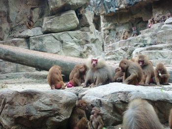 Monkeys in a zoo