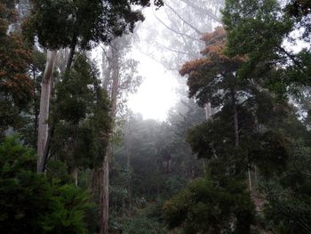 Low angle view of trees in forest against sky