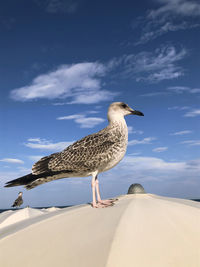 Seagull perching on a wall