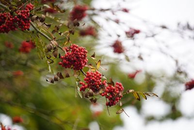 Autumnal berries