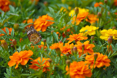 Close-up of butterfly on yellow flowers