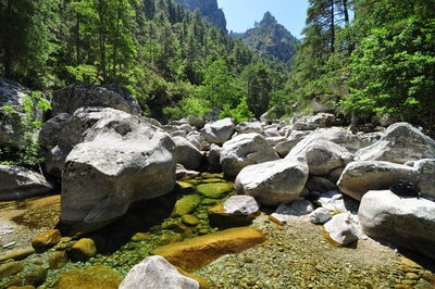 Rocks by river stream in forest