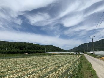 Scenic view of agricultural field against sky