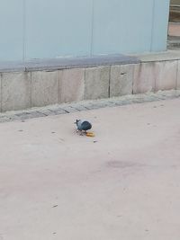 High angle view of small bird on wall