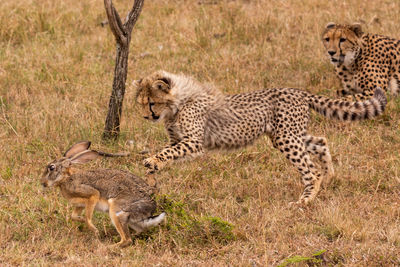 Cheetah cub playing with hare