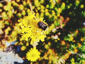 Close-up of bee pollinating on flower