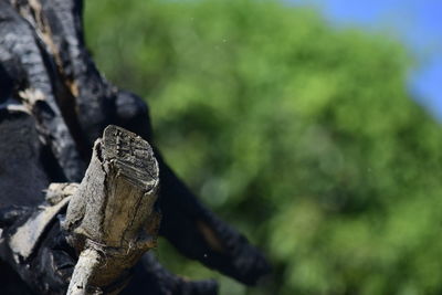 Close-up of lizard on rock