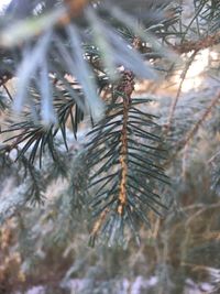 Close-up of pine tree during winter