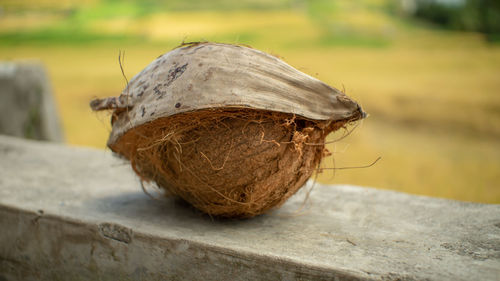 Close-up of apple on wood