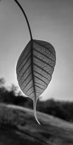 Close-up of leaf hanging against sky