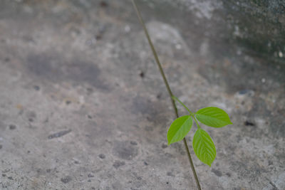 High angle view of small plant growing on field