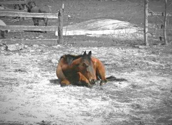 Close-up of goat in water