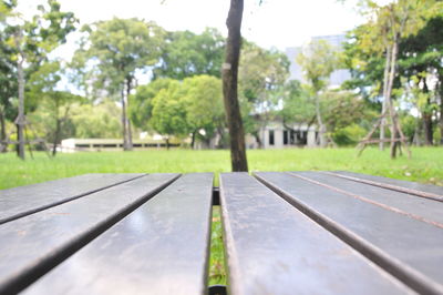 Close-up of trees against sky