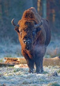 European bison bull  on a clearing in a winterforest