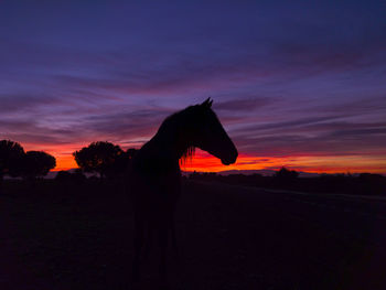 Silhouette horse on field against sky at sunset