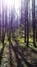 Trees in forest