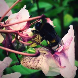 Close-up of insect on pink flower
