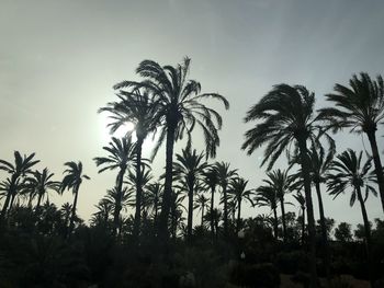 Low angle view of coconut palm trees against sky