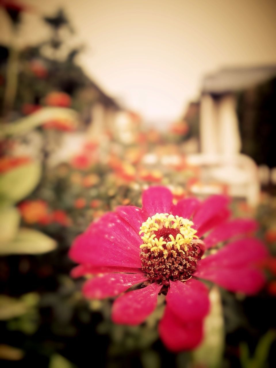 flower, focus on foreground, petal, fragility, building exterior, close-up, freshness, architecture, built structure, selective focus, flower head, blooming, red, growth, plant, day, nature, outdoors, in bloom, no people