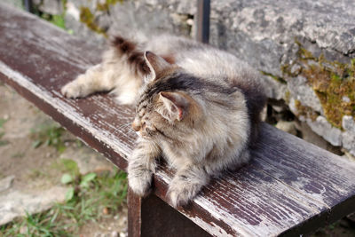 Cat sleeping on wood