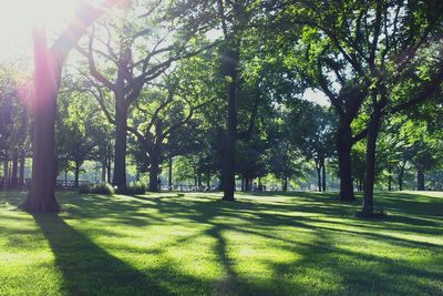 Trees on grassy field