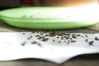 Close-up of bread in bowl on table