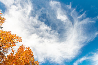 Low angle view of tree against sky