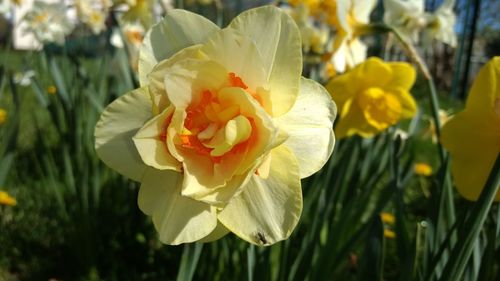 Close-up of yellow flower blooming outdoors