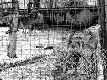 View of birds in cage