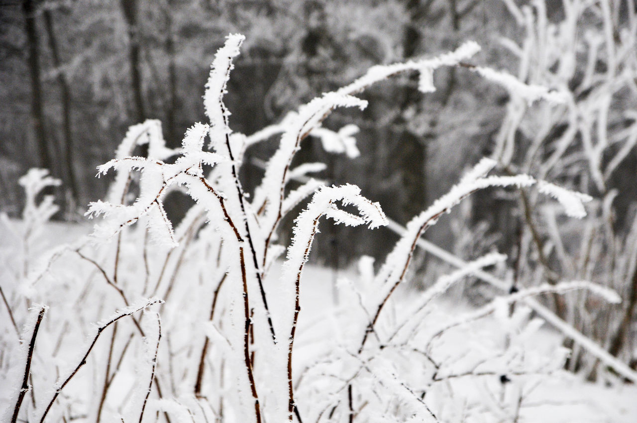 CLOSE-UP OF SNOW COVERED PLANT