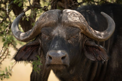 Close-up of cape buffalo head and shoulders