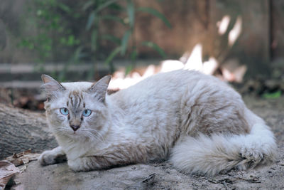 Portrait of cat relaxing outdoors.