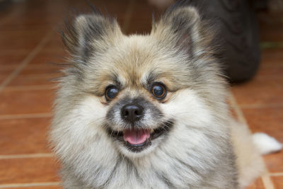 Close-up portrait of dog