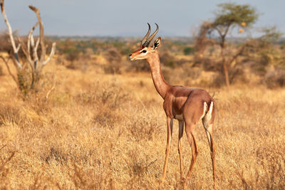 Male gerenuk in samburu national park