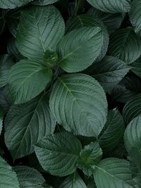 Full frame shot of leaves