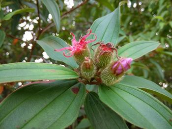 Close-up of flowers