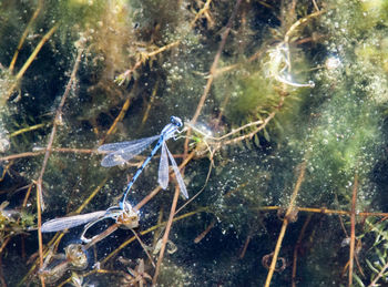 Close-up of jellyfish in sea