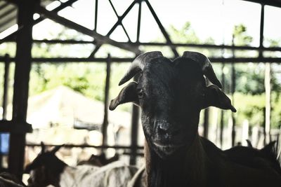 Close-up portrait of a horse