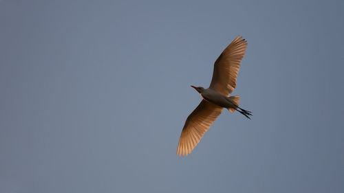 Low angle view of seagull flying in sky