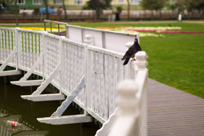 Bird on railing along footbridge