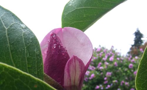 Close-up of pink flowers