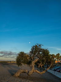 Trees on landscape against blue sky