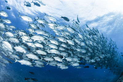 School of bigeye trevally , wide angle