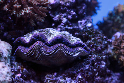 Close-up of coral in sea