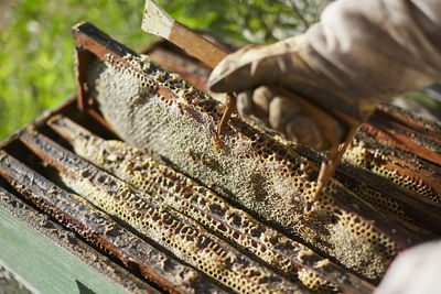 Close-up of hand holding honeycomb