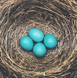 High angle view of bird in nest