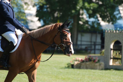 Horse standing on field