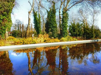 Reflection of trees in calm lake