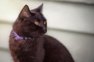 Close-up of cat looking away by wall